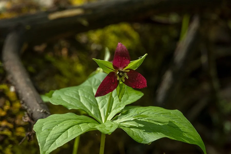 5037NC_426_.jpg