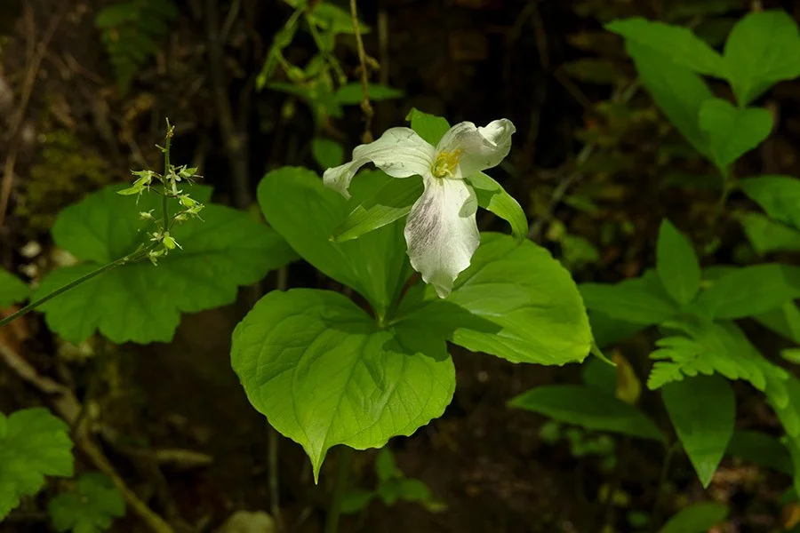 5326NC_426_.jpg