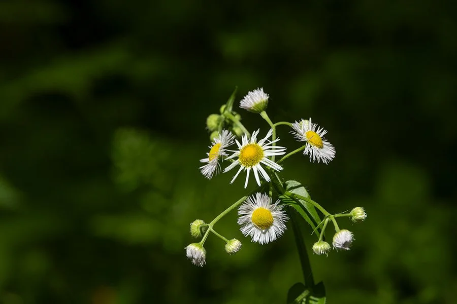 5356NC_426_.jpg