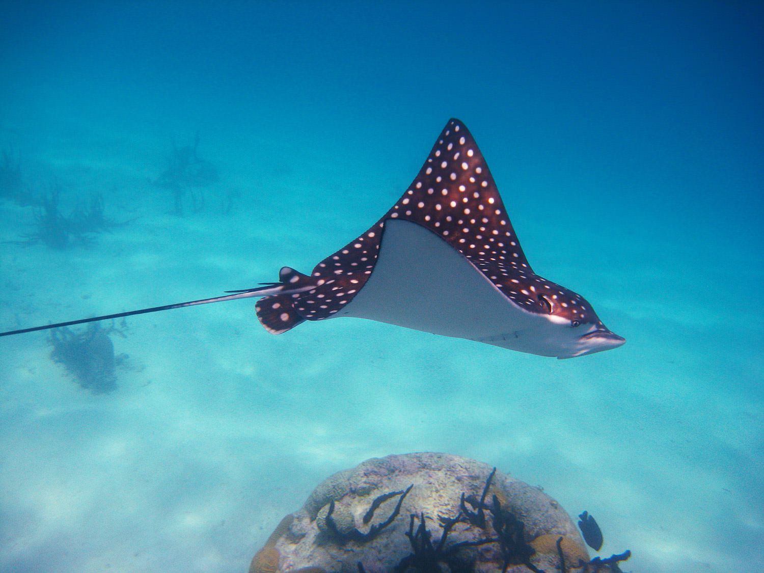 San-Blas-Eagle-Ray-Snorkeling-blue-Sky-sailing-001.jpg