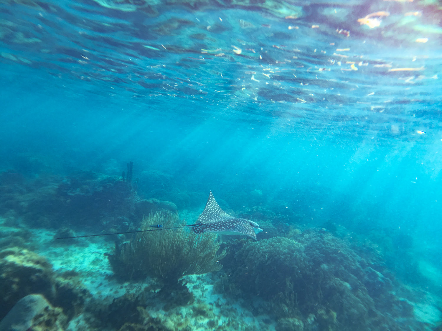 Snorkelling-Gallery-San-Blas--002.jpg