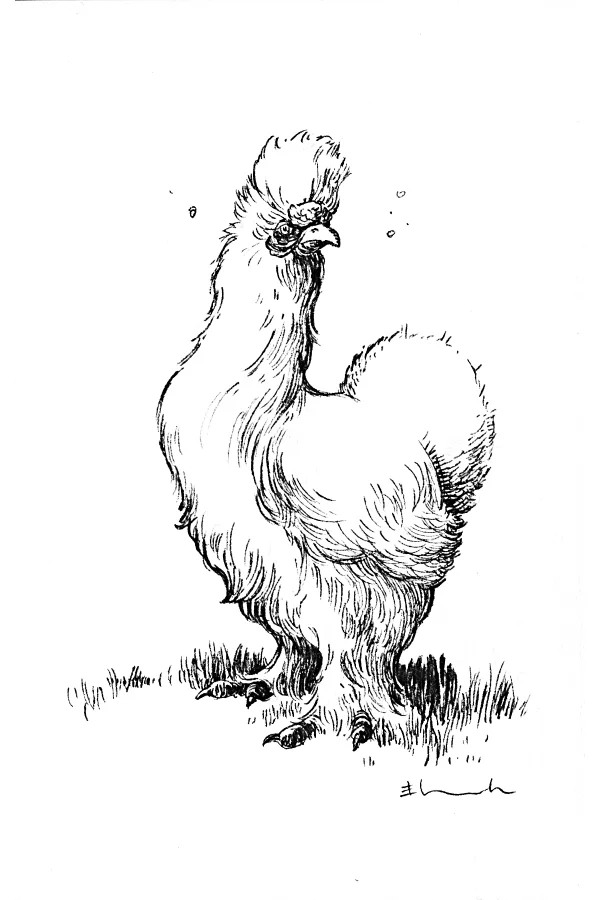 chickens_06.jpg