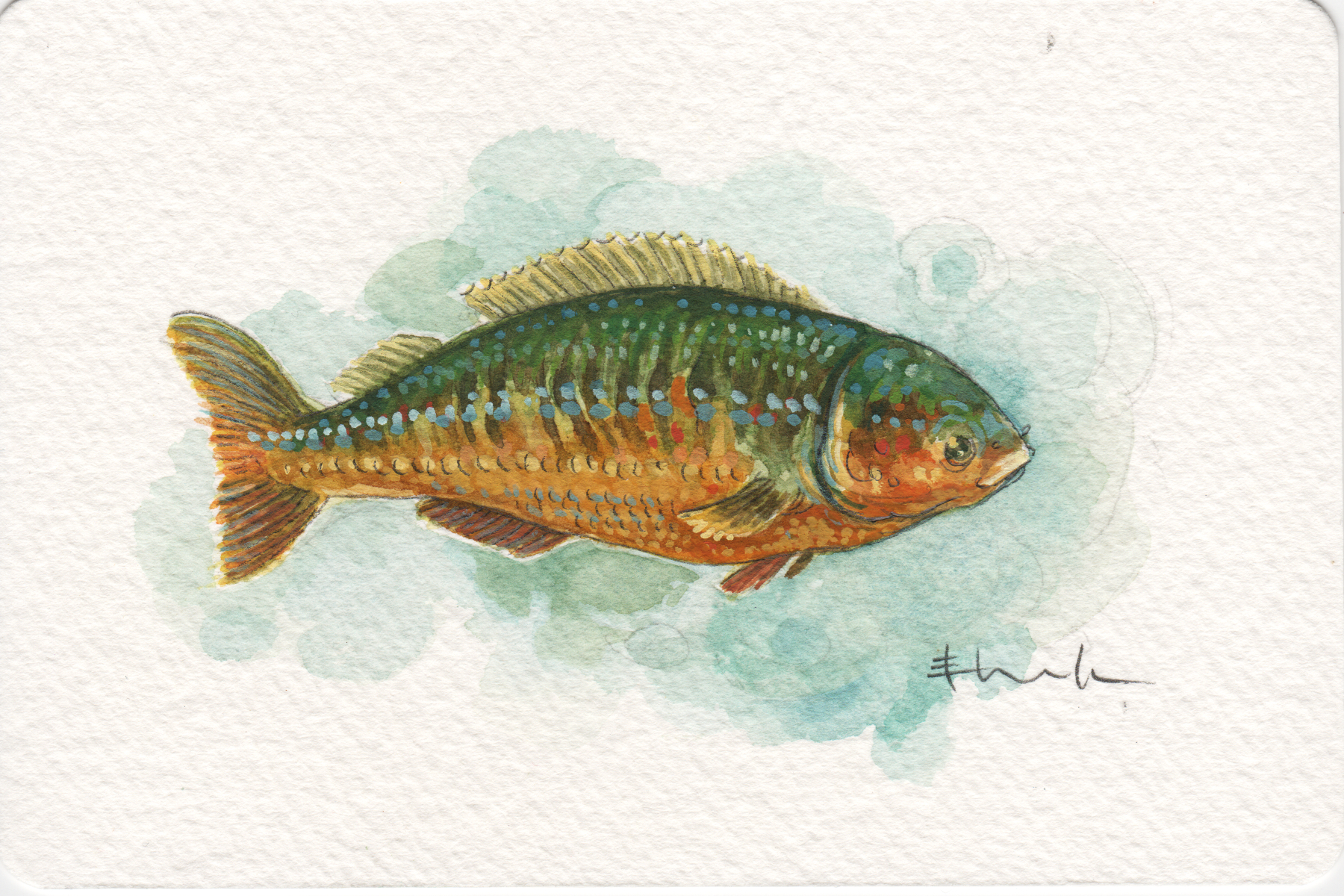 Fish.