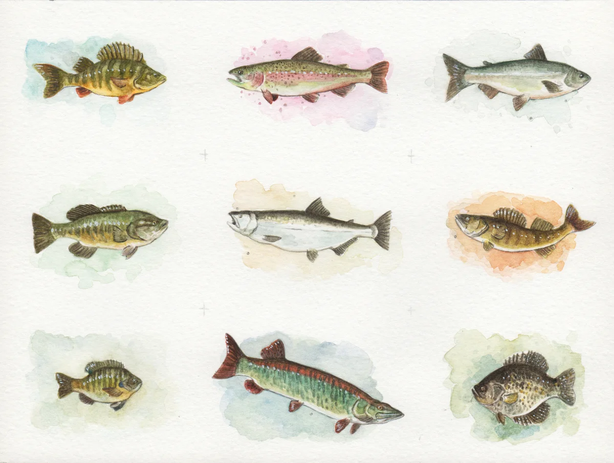 Mitch's Fish - Commission