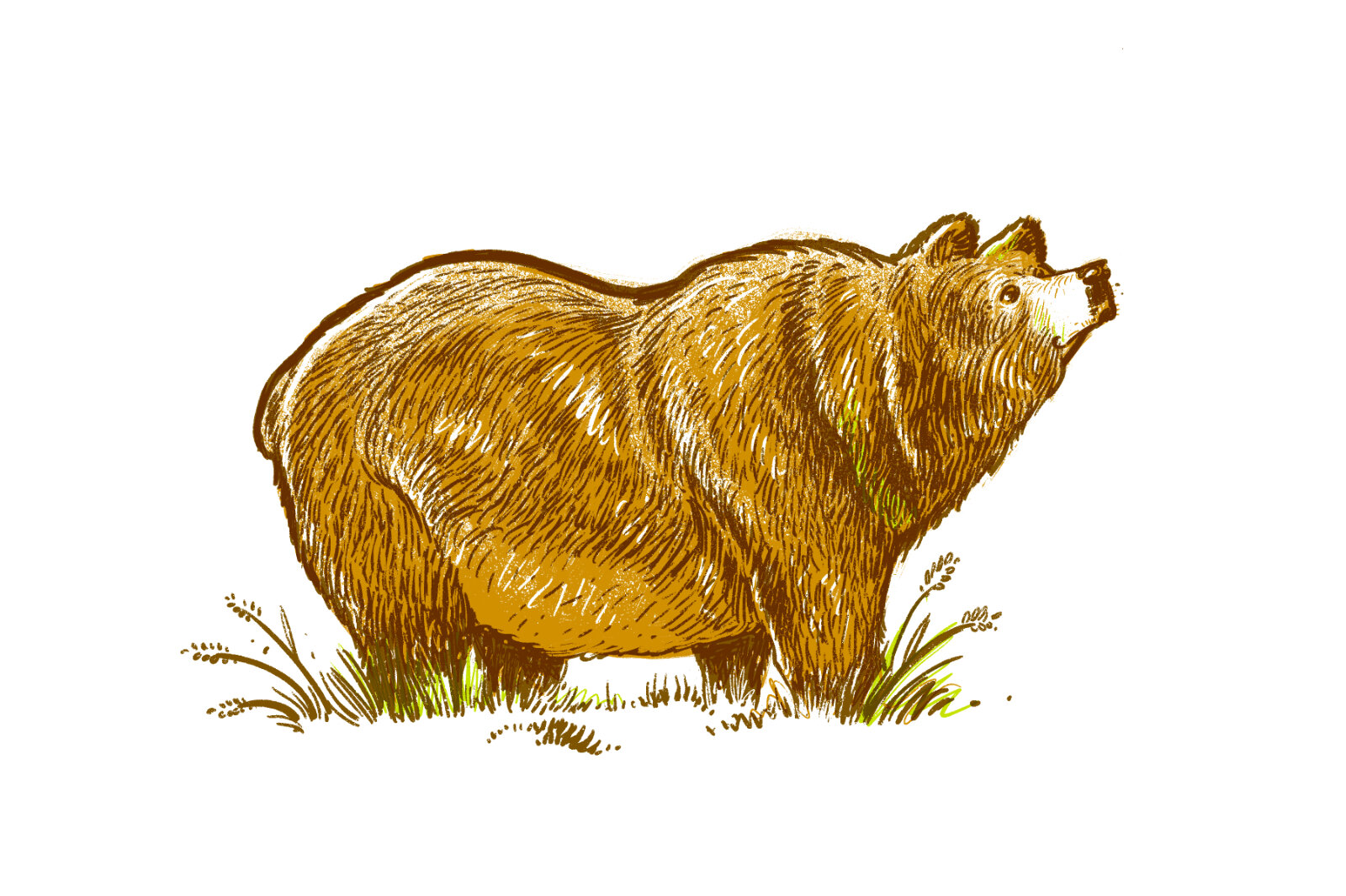 Bear Lake menu illustration