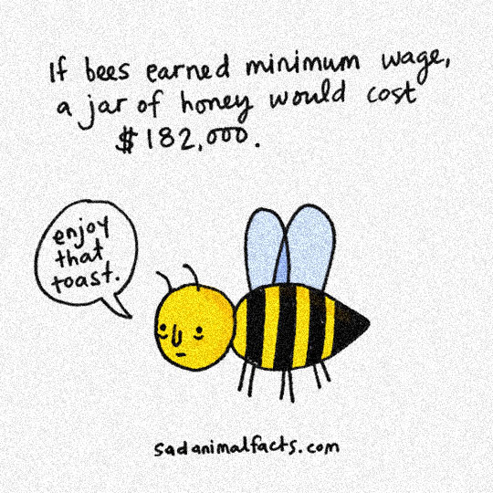 funny-bees-minimum-wage-honey.jpg