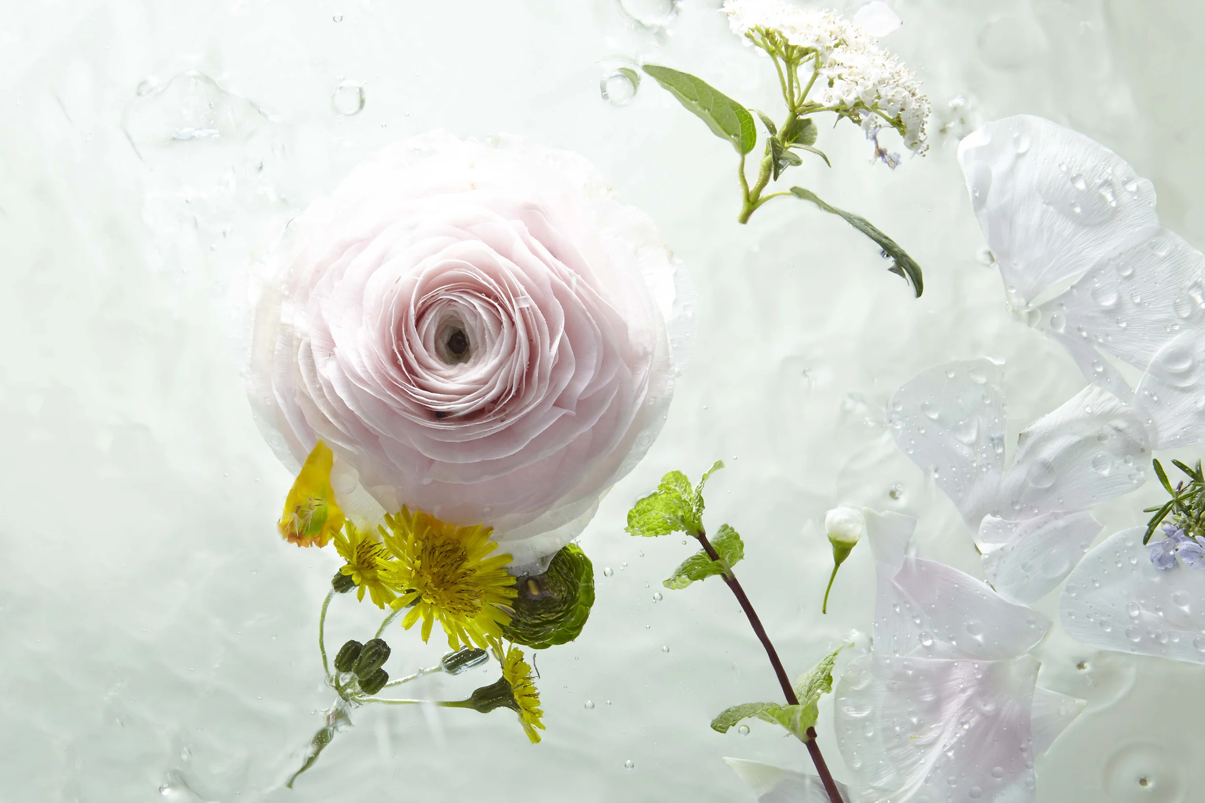 1.FIORI ACQUA.jpg