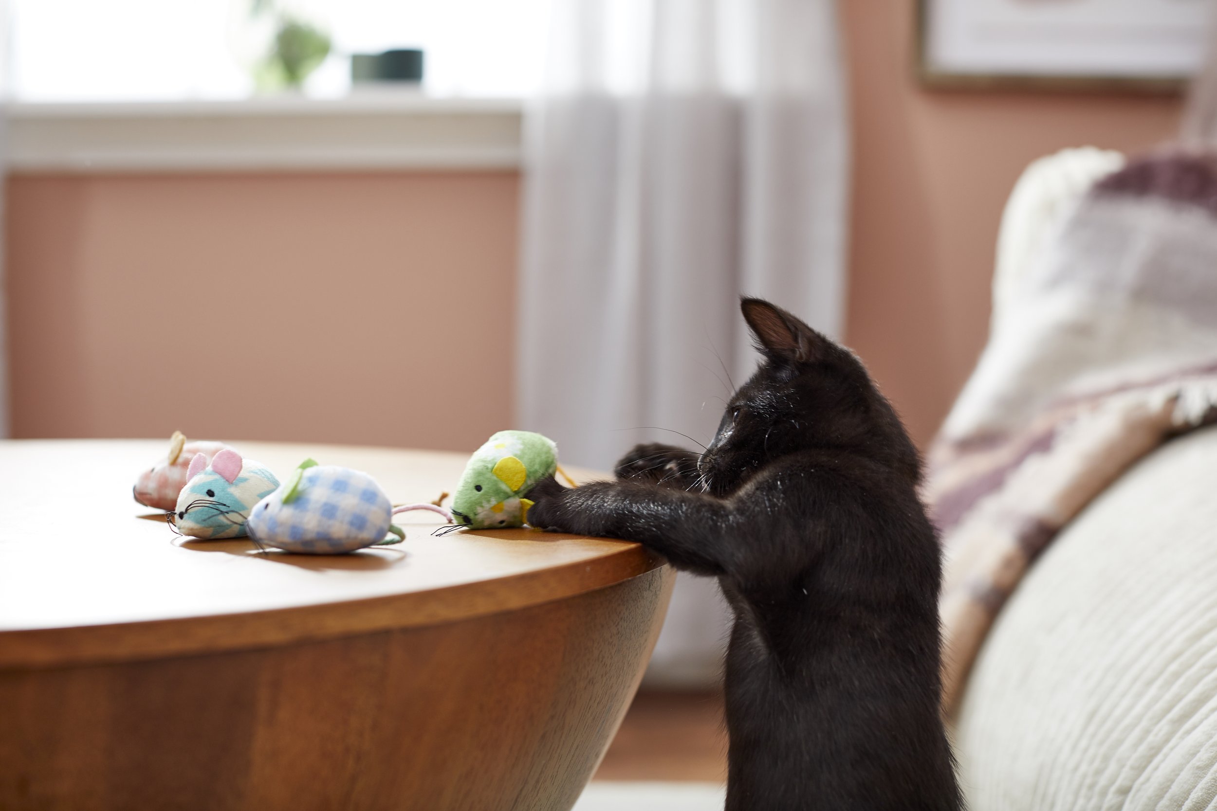 testingsetcat.jpg
