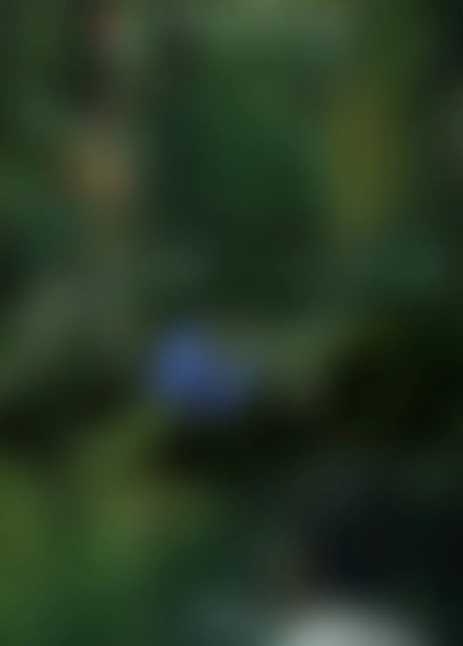 IANTL.jpg