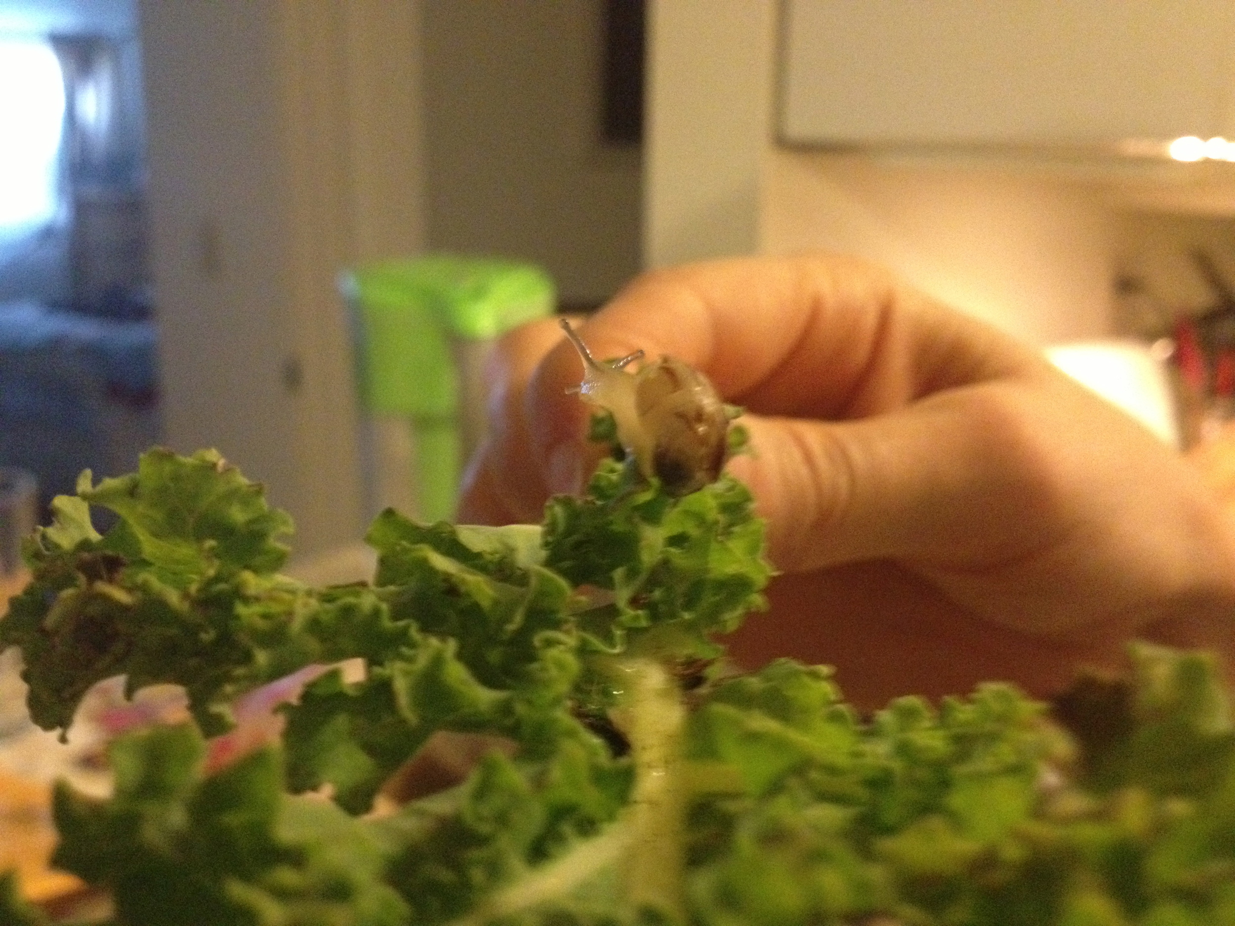 Kale in the kitchen, North Hollywood, CA