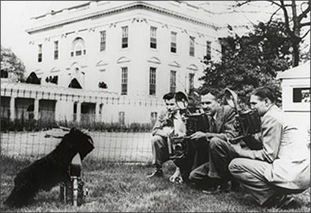 Fala being interviewed 1942, Franklin D. Roosevelt Library 
