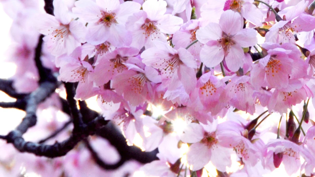 Yoshino Cherry Blossom Tree Credit: Arbor Day Blog