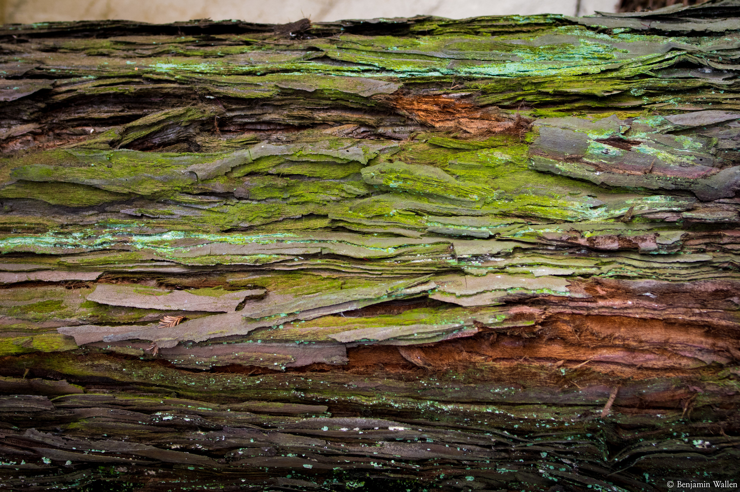 Tree, sideways, loved the color and texture 