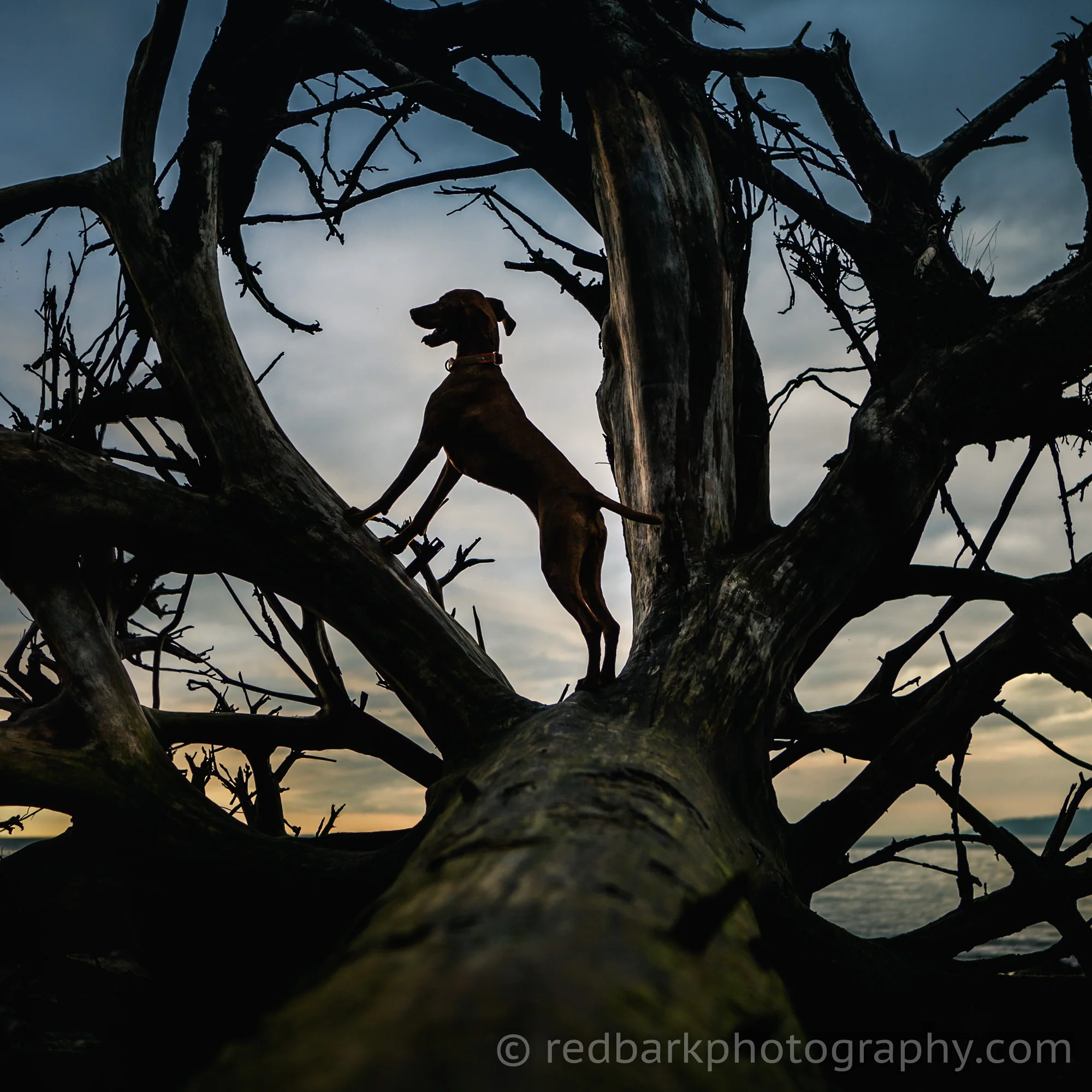 redbark_insta_mywhiskeygirl_16_IMG_0802-Edit.jpg