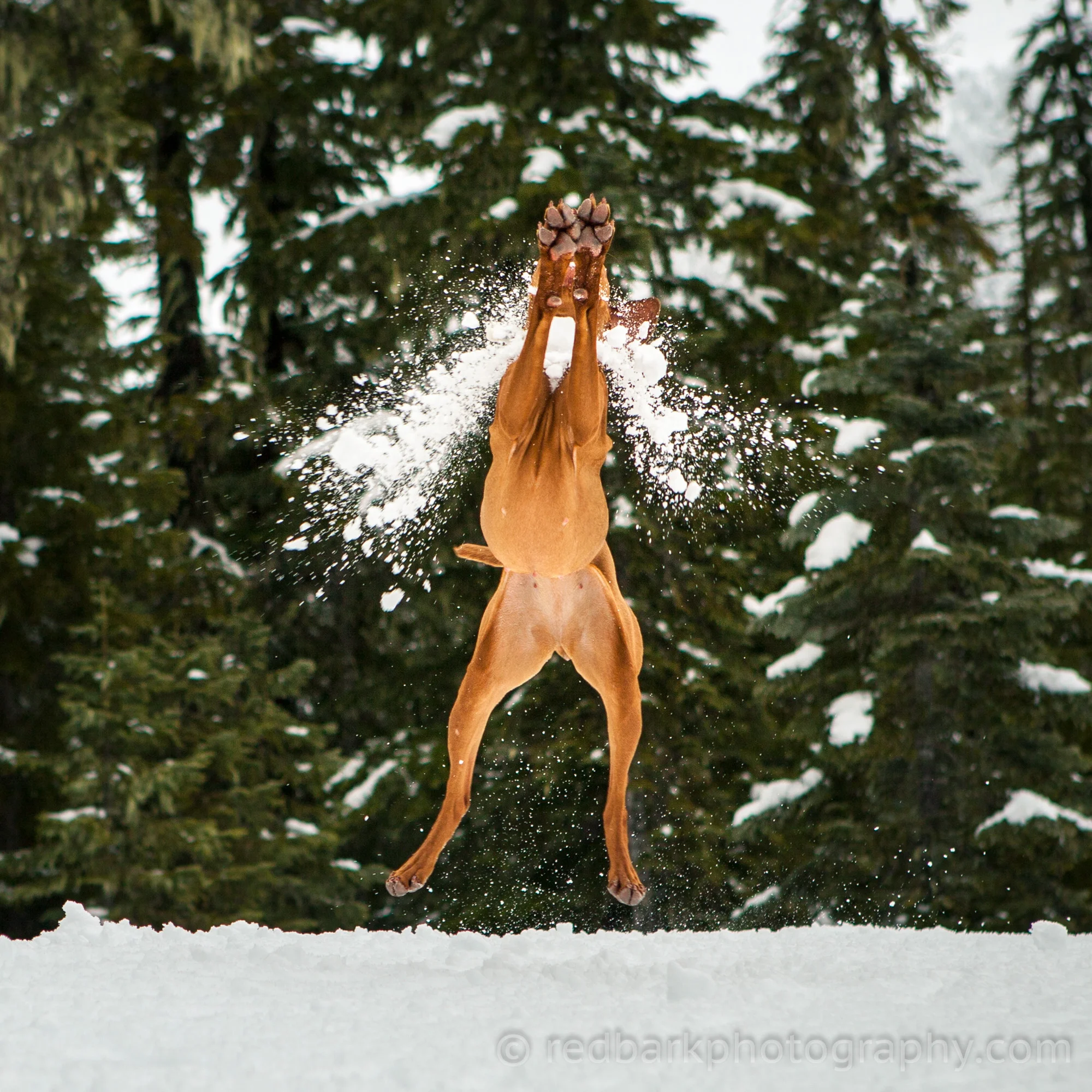 redbark_insta_mywhiskeygirl_16_IMG_1736-Edit.jpg