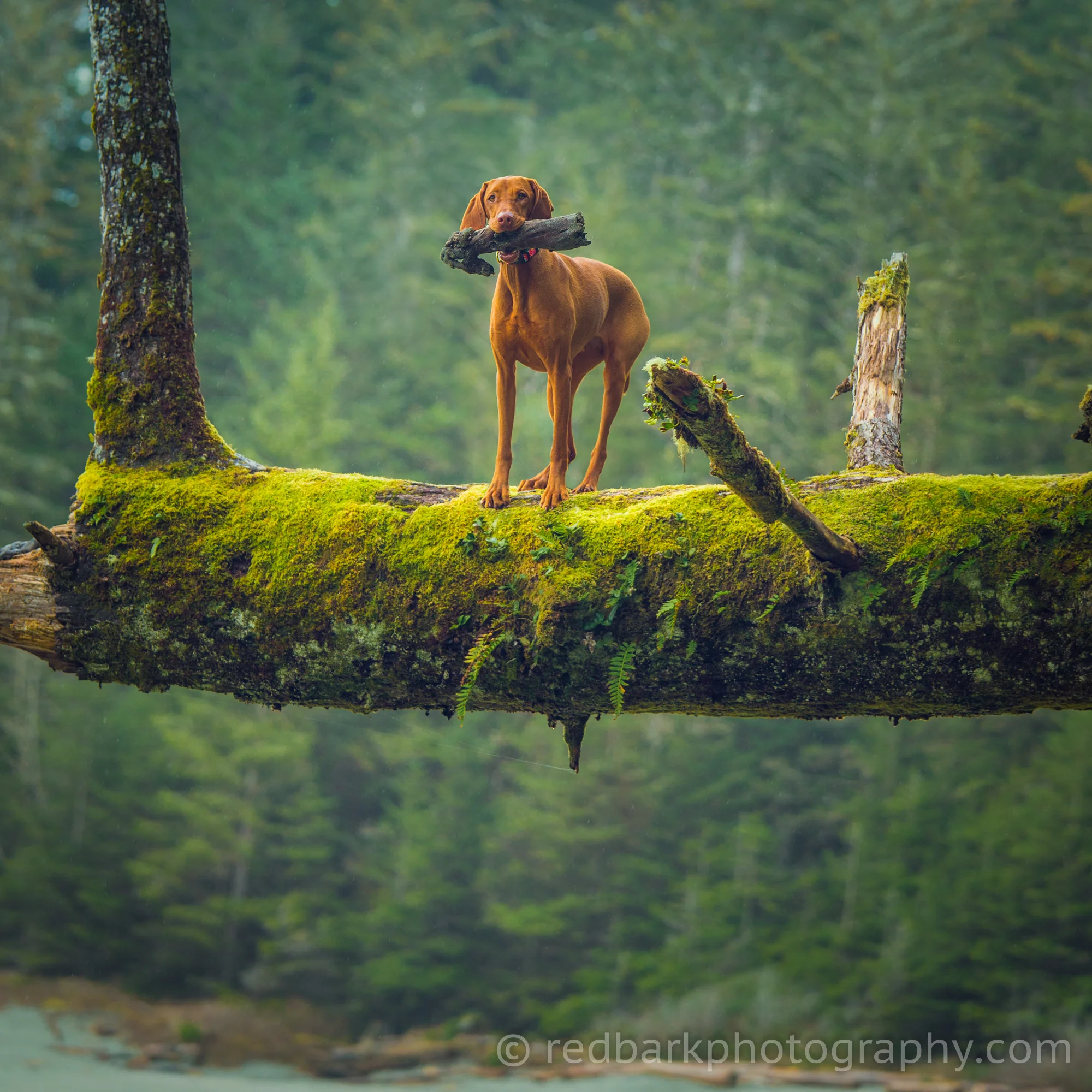 redbark_insta_mywhiskeygirl_17_1Q4A5685-Edit.jpg