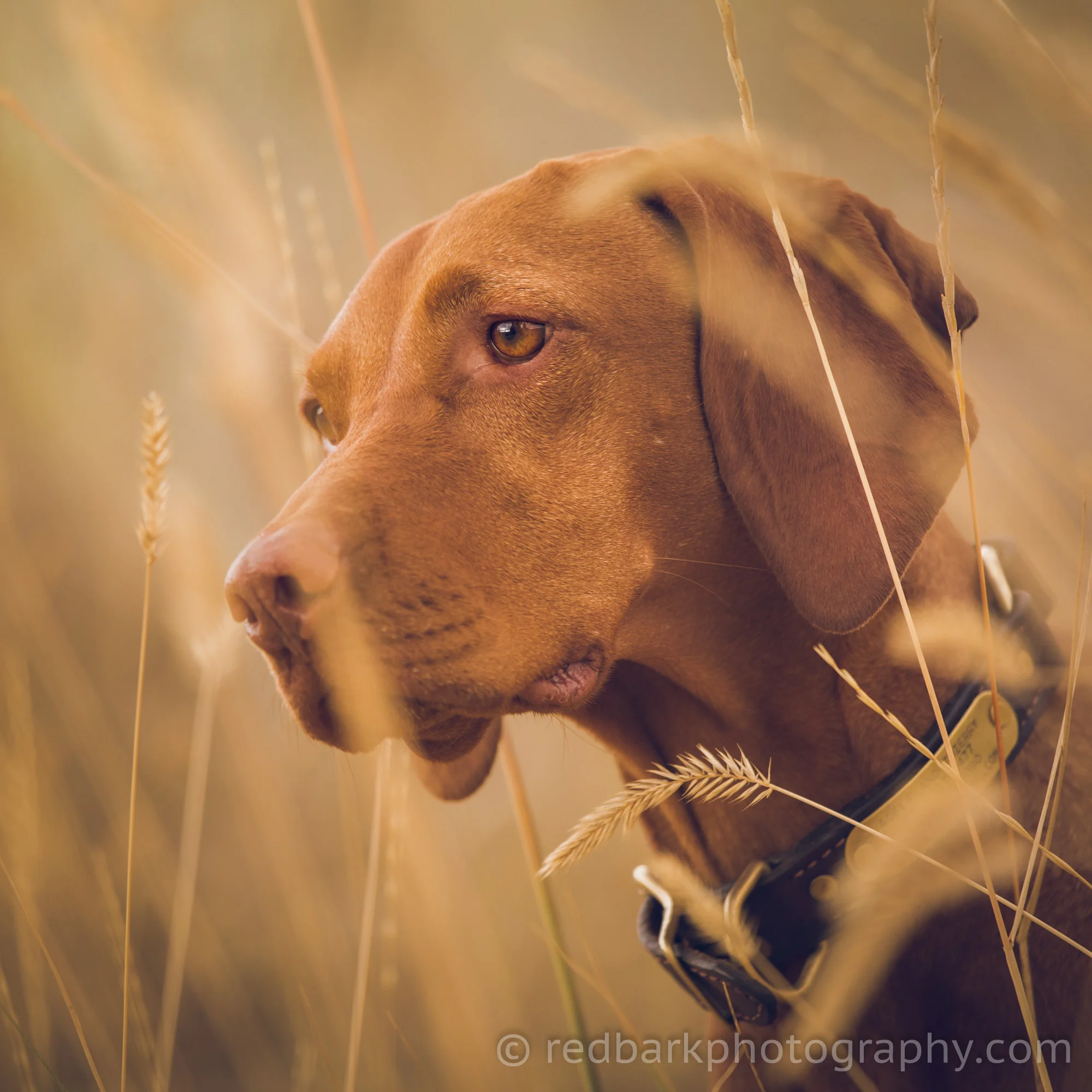 redbark_insta_mywhiskeygirl_17_1Q4A7436.jpg