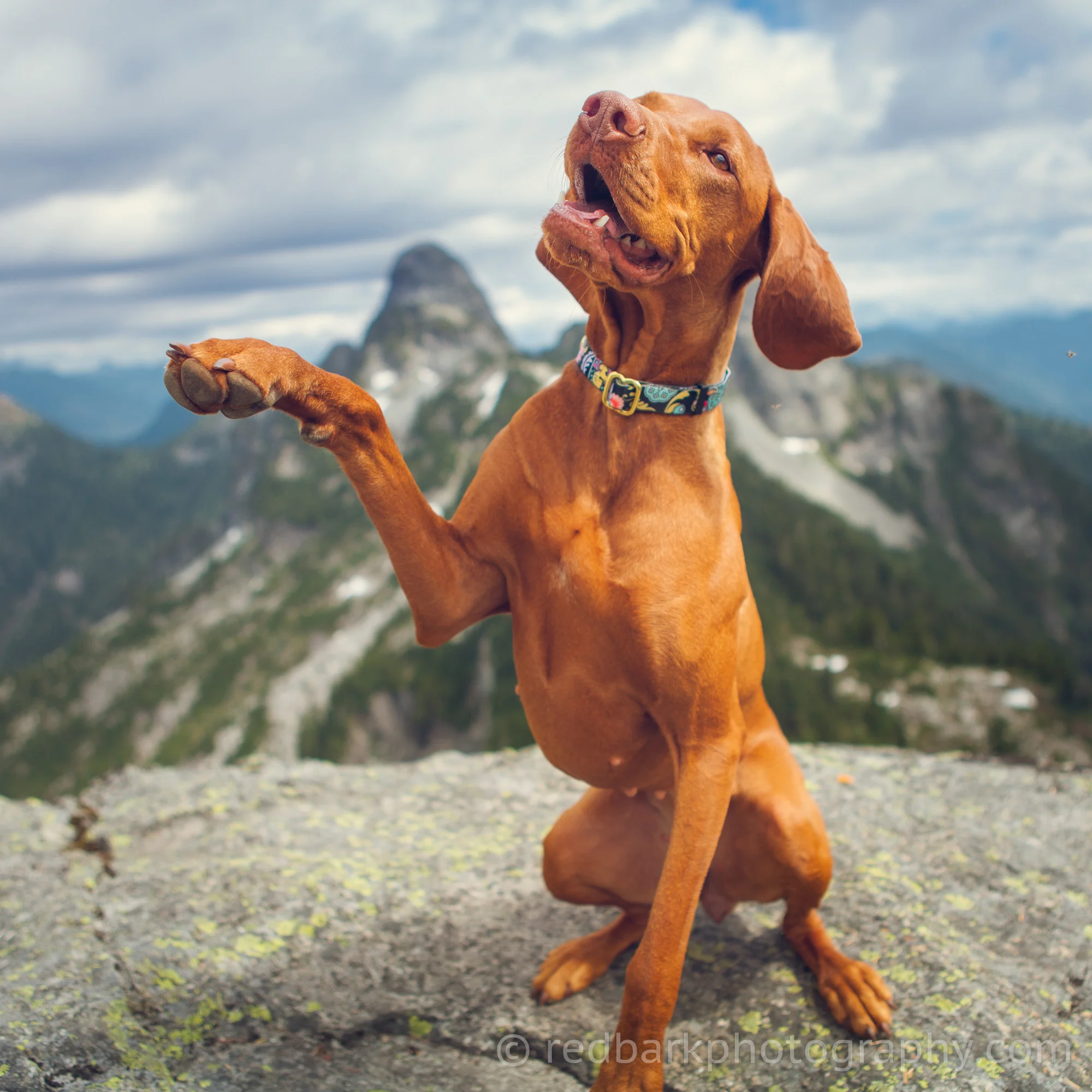 redbark_insta_mywhiskeygirl_17_IMG_8812-Edit.jpg