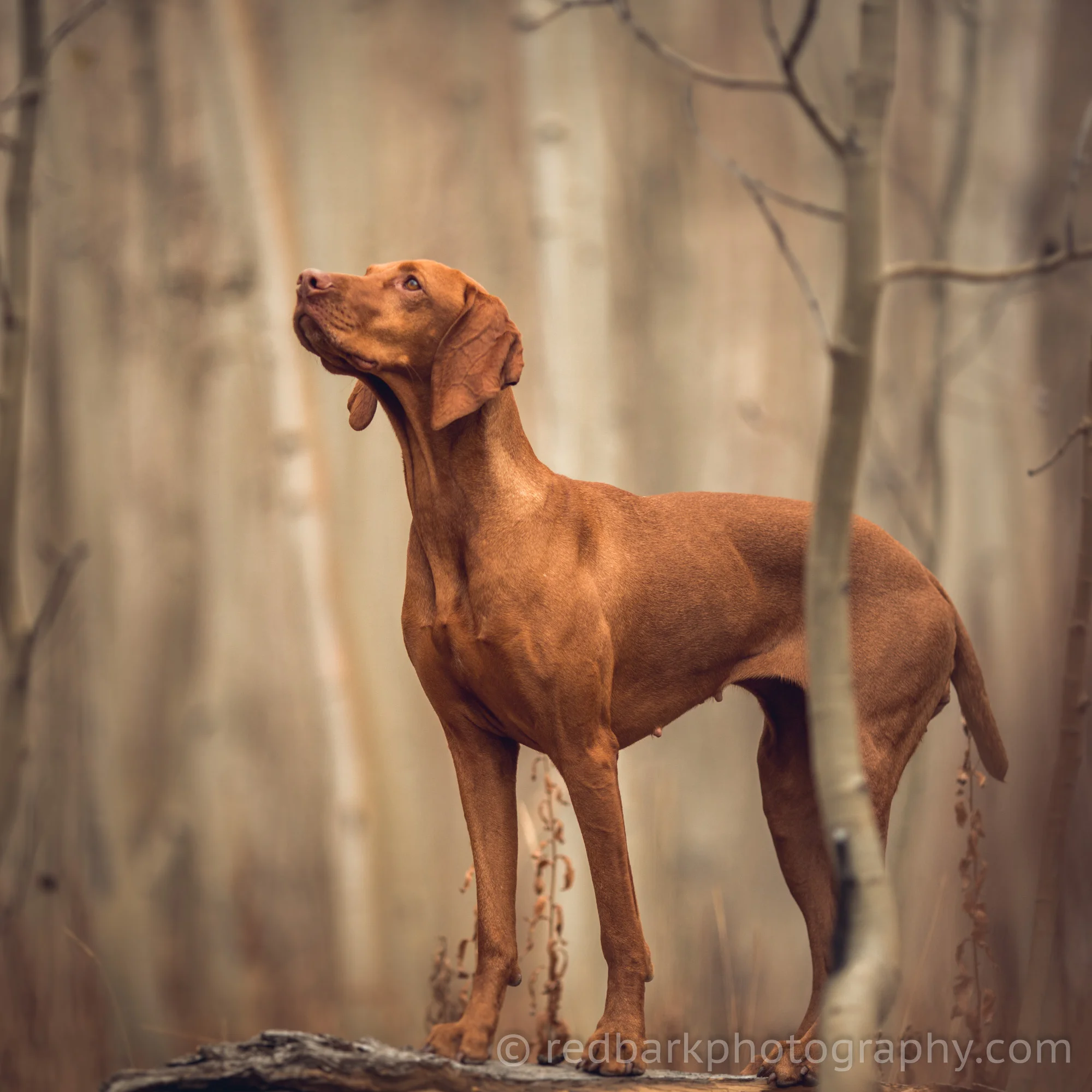 redbark_insta_mywhiskeygirl_18_1Q4A0577.jpg