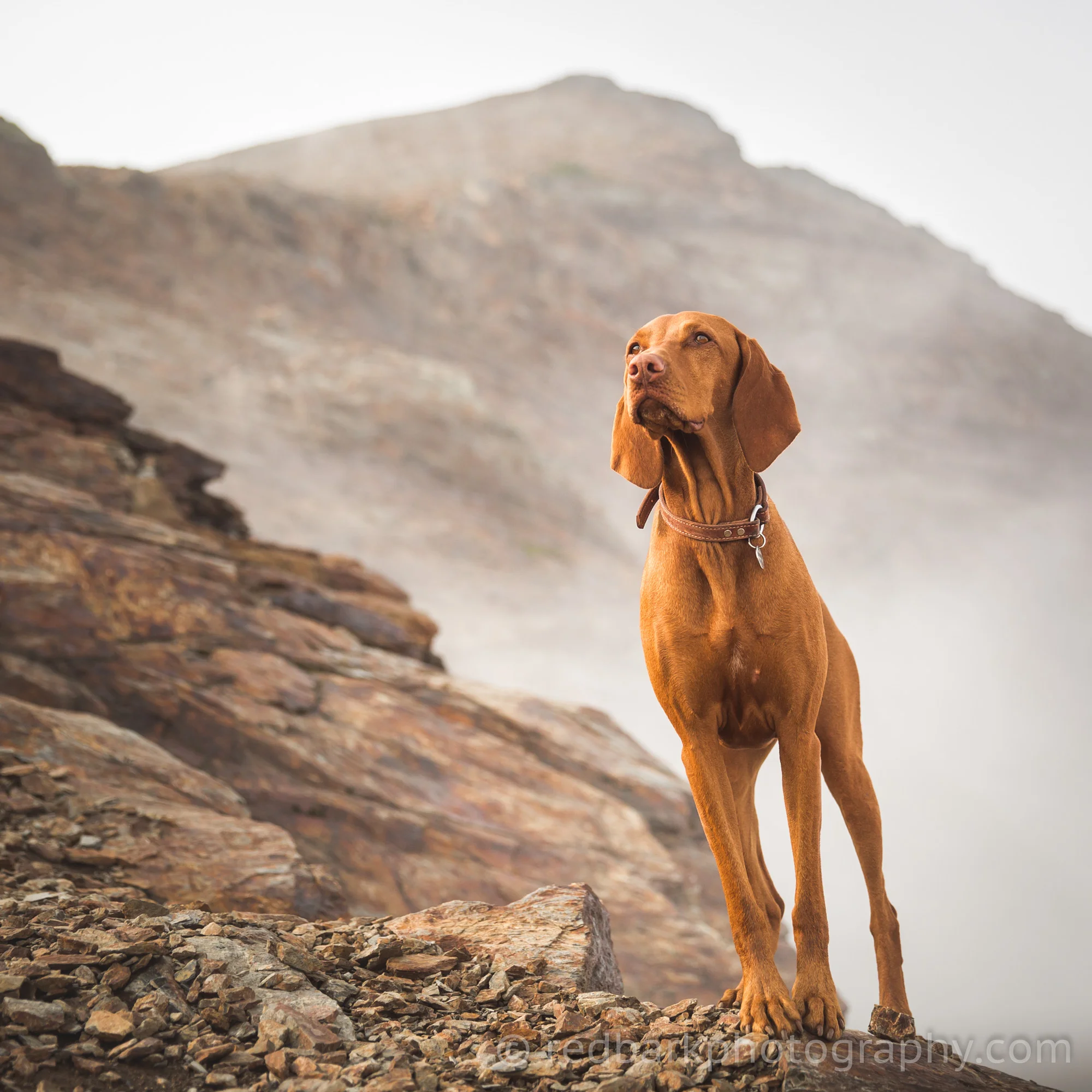 redbark_insta_mywhiskeygirl_18_1Q4A0594.jpg