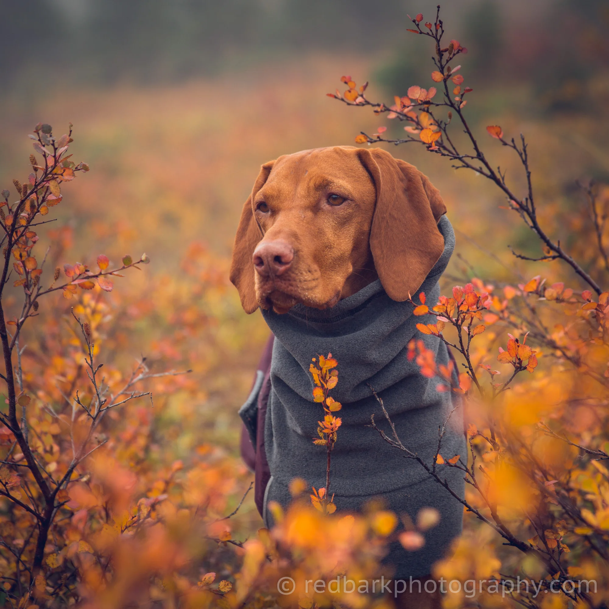 redbark_insta_mywhiskeygirl_18_1Q4A4110.jpg