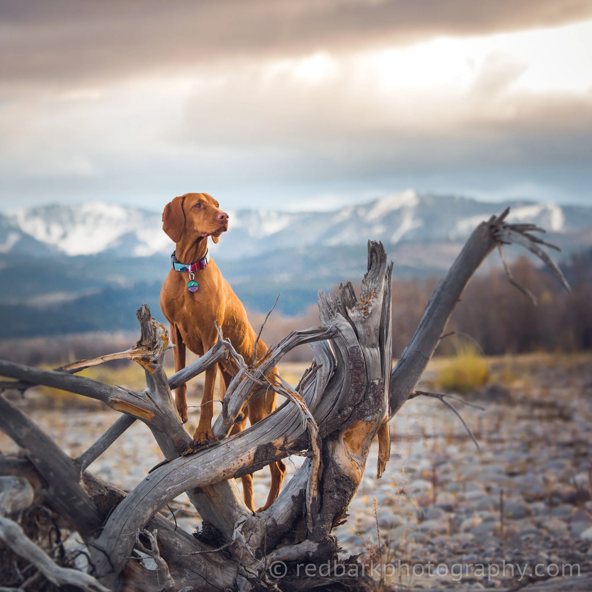 redbark_insta_mywhiskeygirl_18_1Q4A7456.jpg
