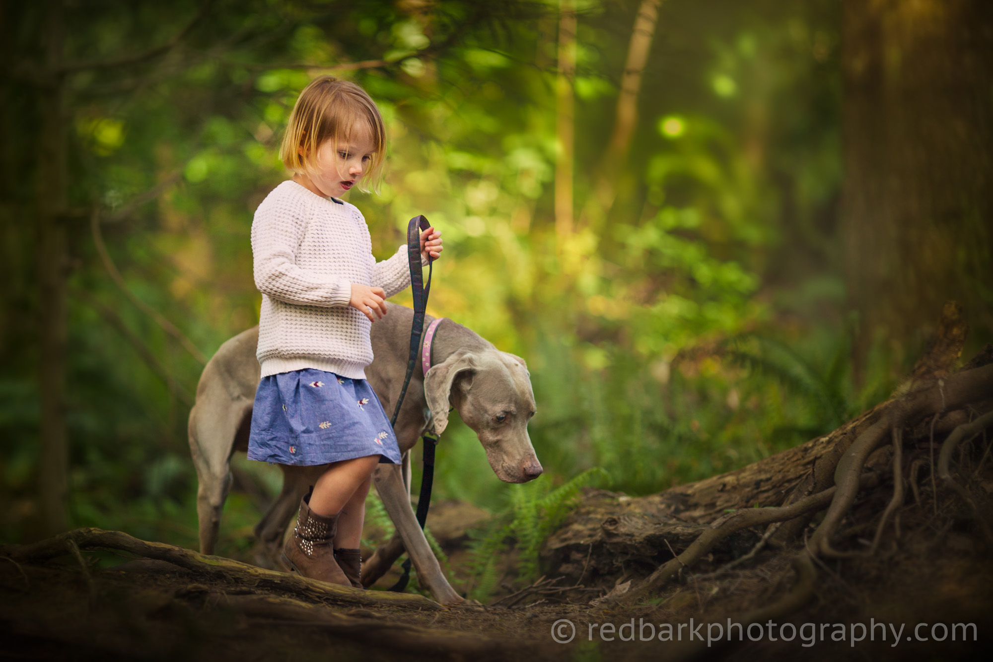 Child walking Weimaraner