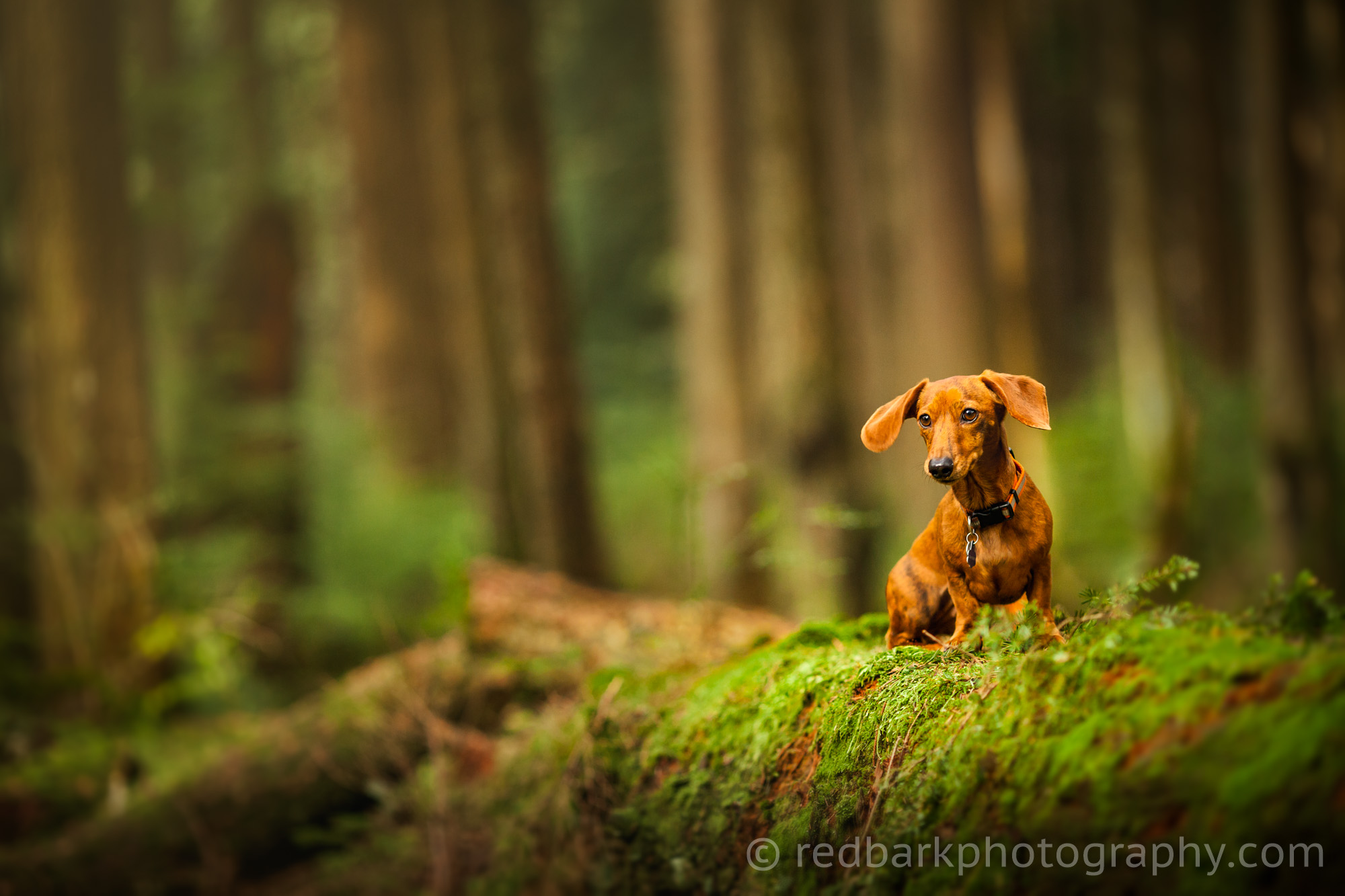 Ginger the Miniature Dachshund in Moss