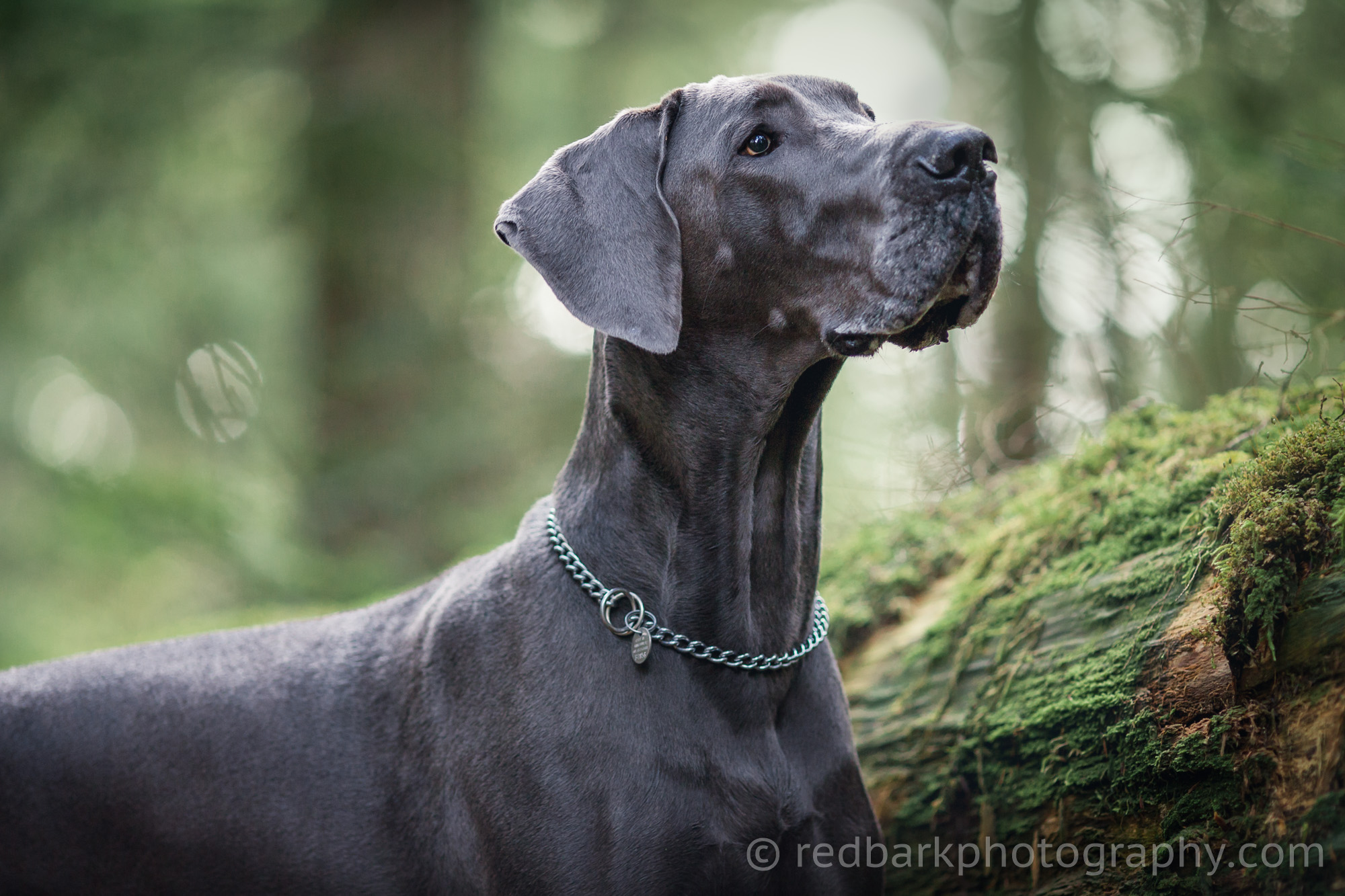 Blue Grey Great Dane Portrait Hana