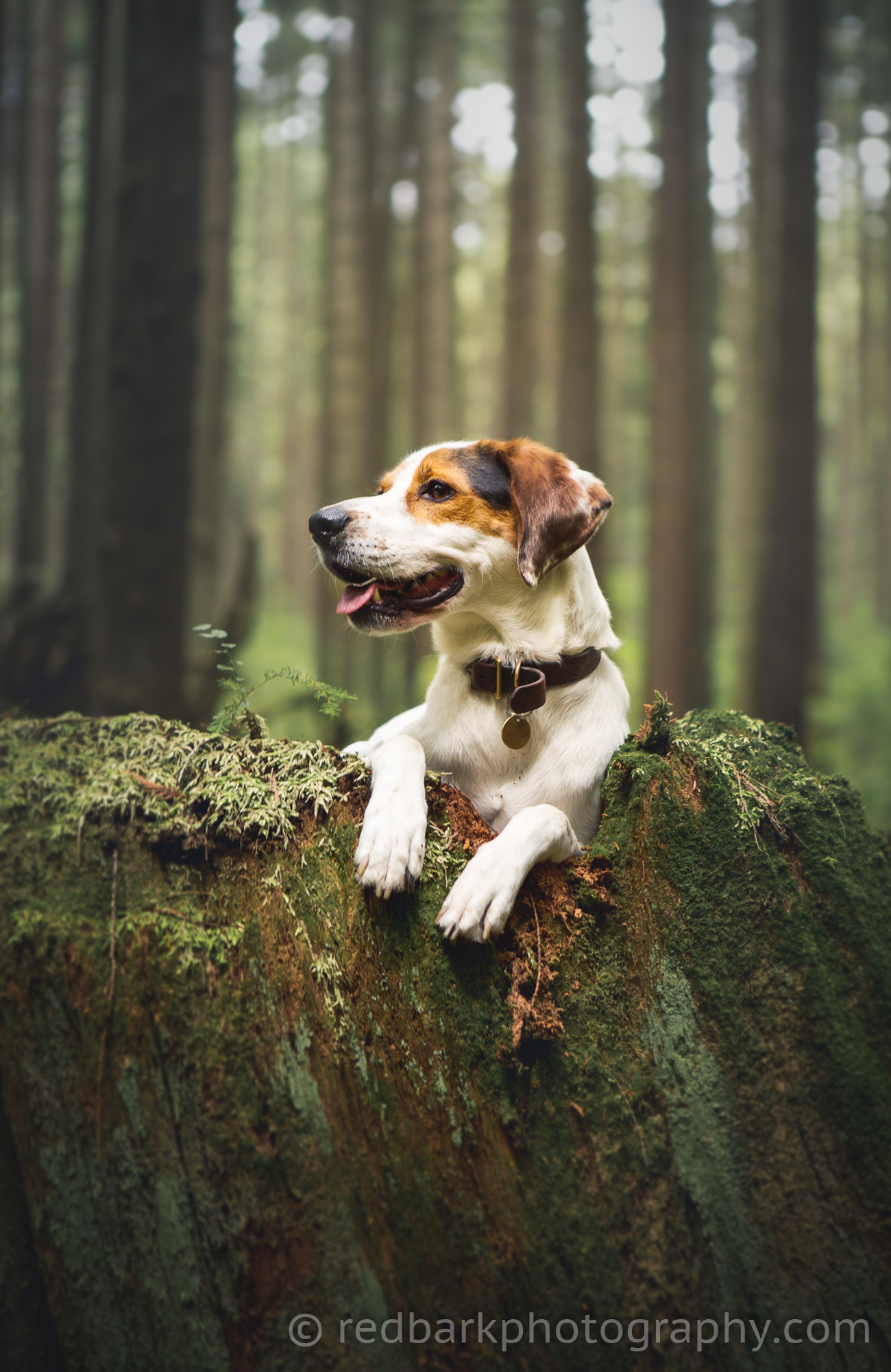 Treeing Walker Coonhound Portrait in forest tree