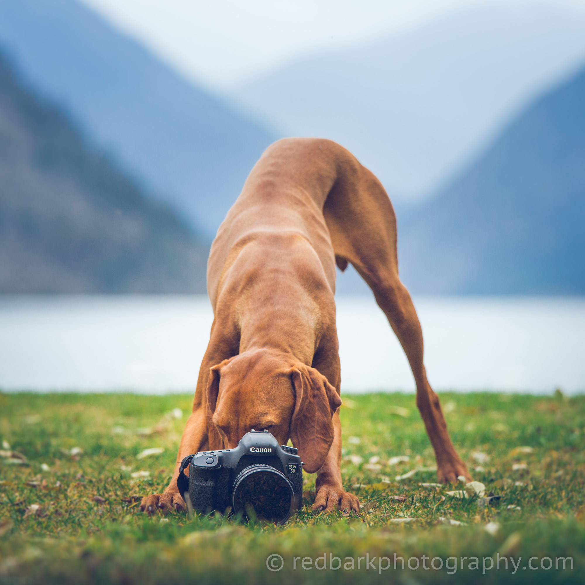 Dog photographer, professional canine at work
