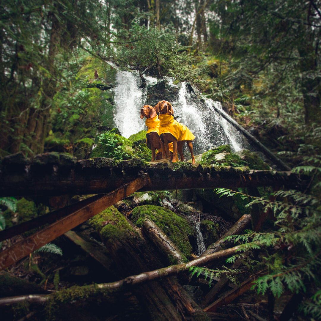 Waterfall pups