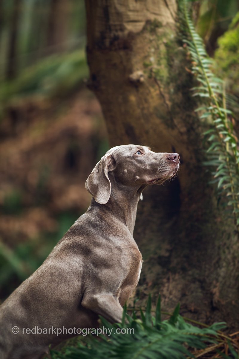 Weimaraner Vancouver Dog Portrait