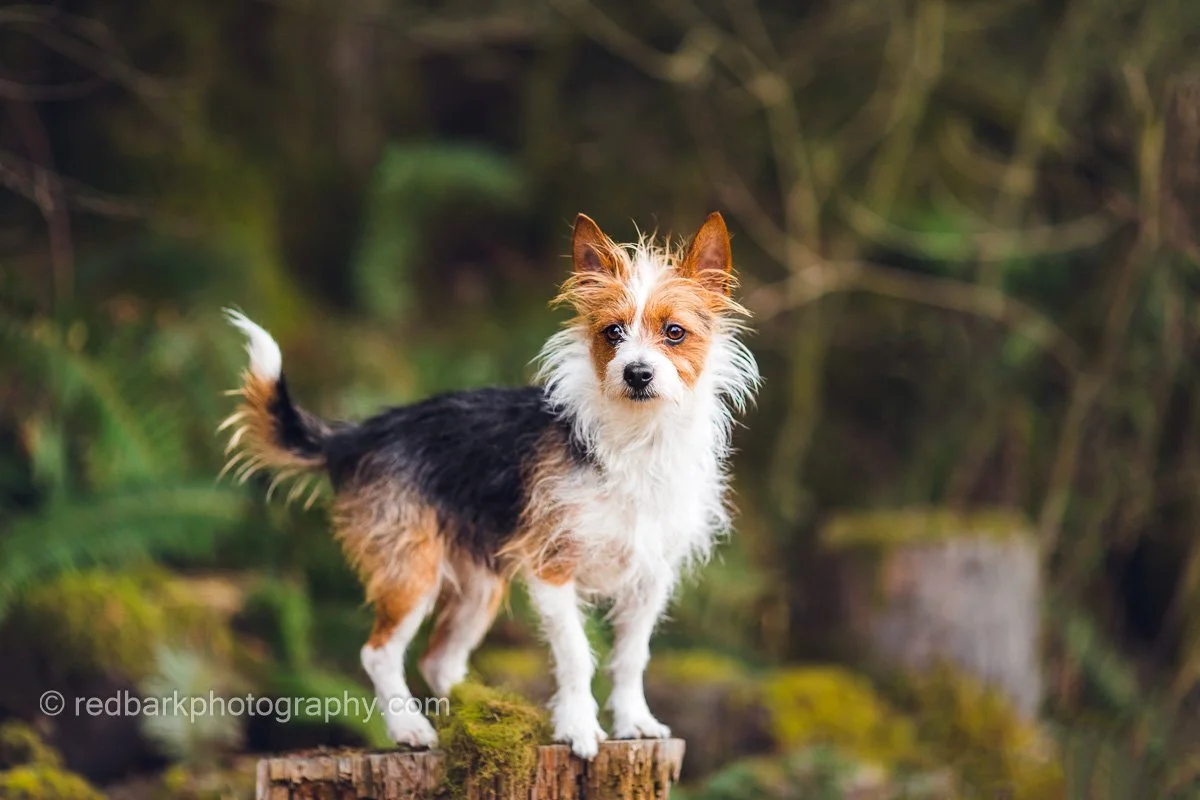 redbarkphotography--3.jpg