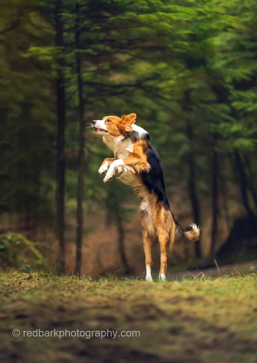 redbarkphotography--4.jpg