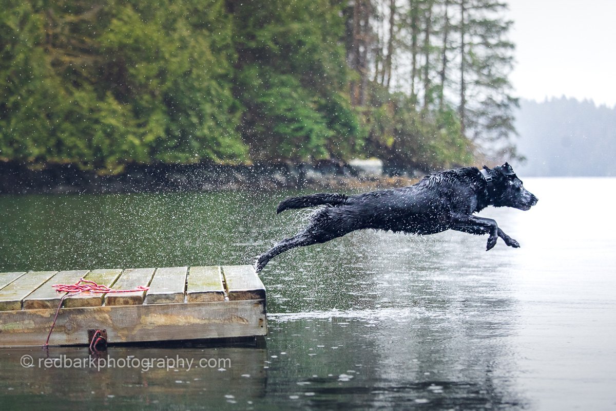 Labrador Dog Dock Diving