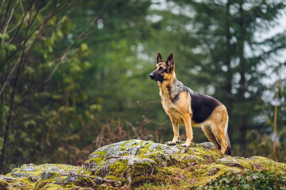 German Shepherd Pet Photography Vancouver