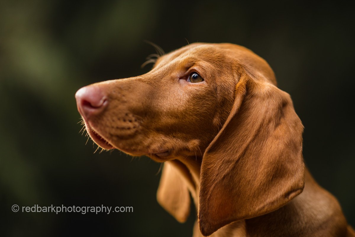 Vizsla Puppy Portrait