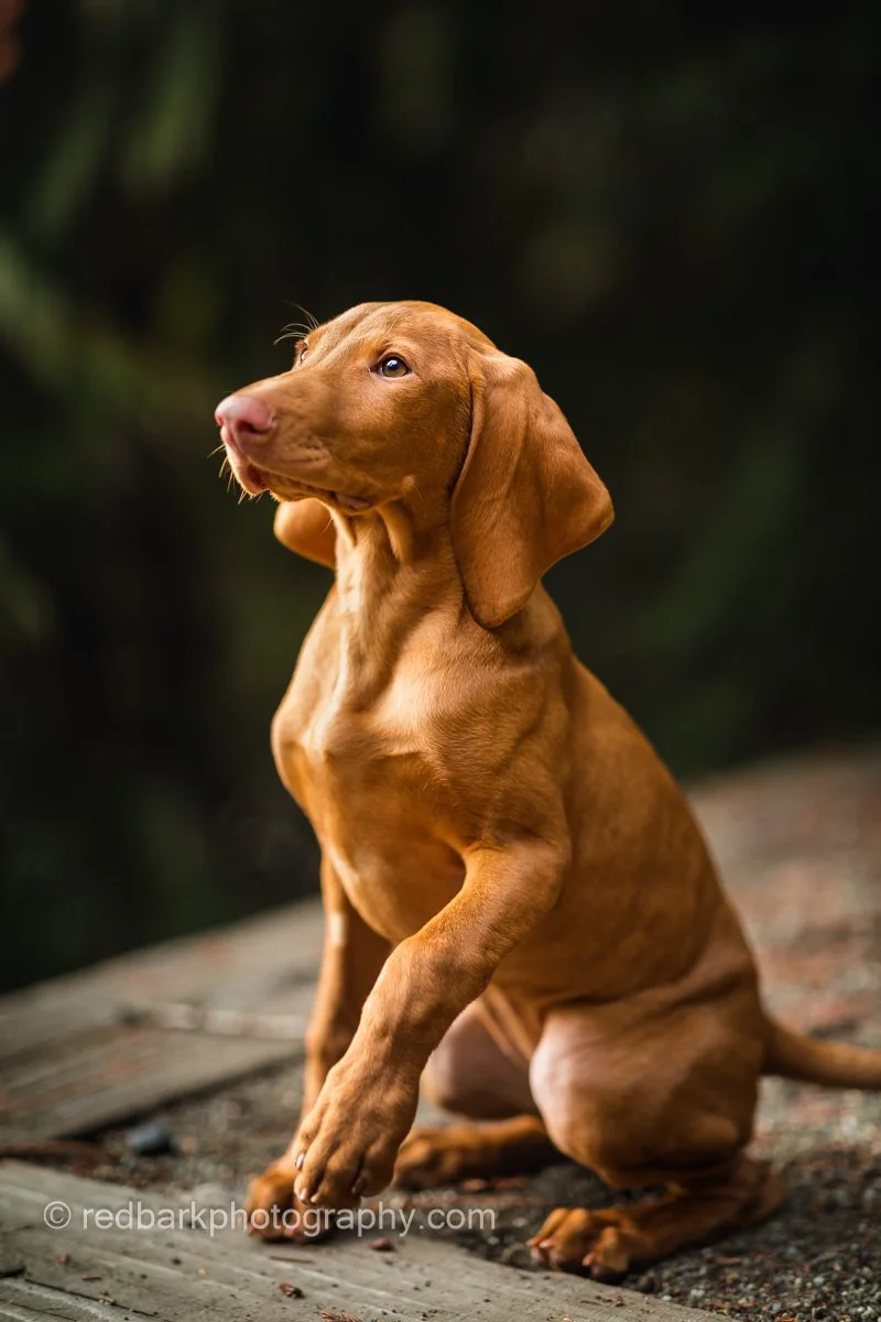 Vizsla Puppy Photography