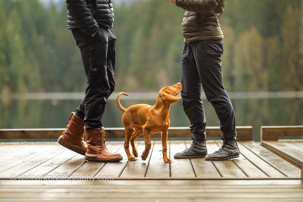 Vizsla family action photo