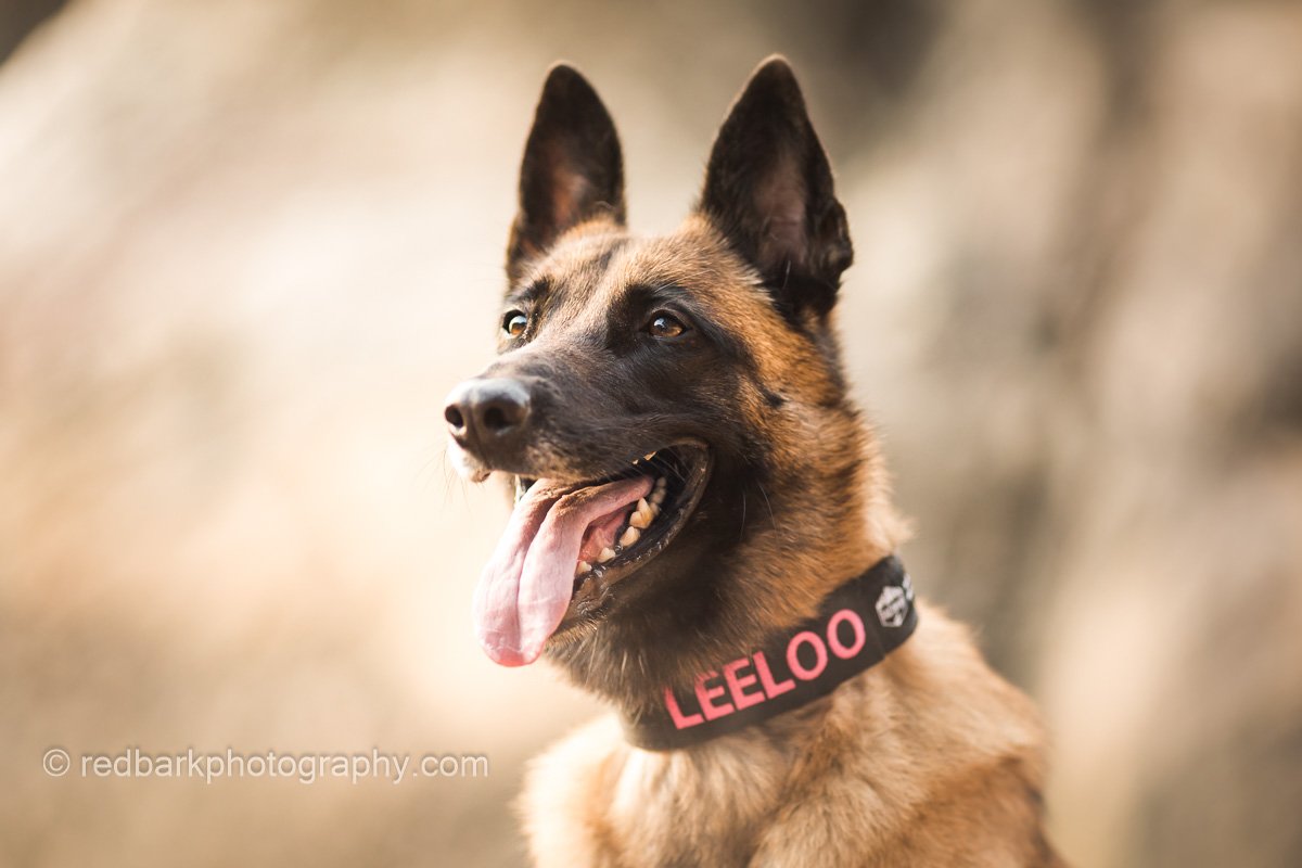 Malinois Portrait