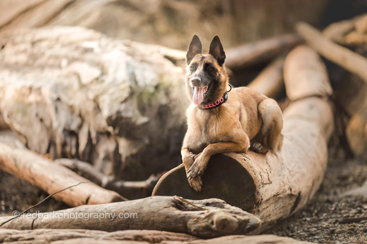 Malinois Pet Photography