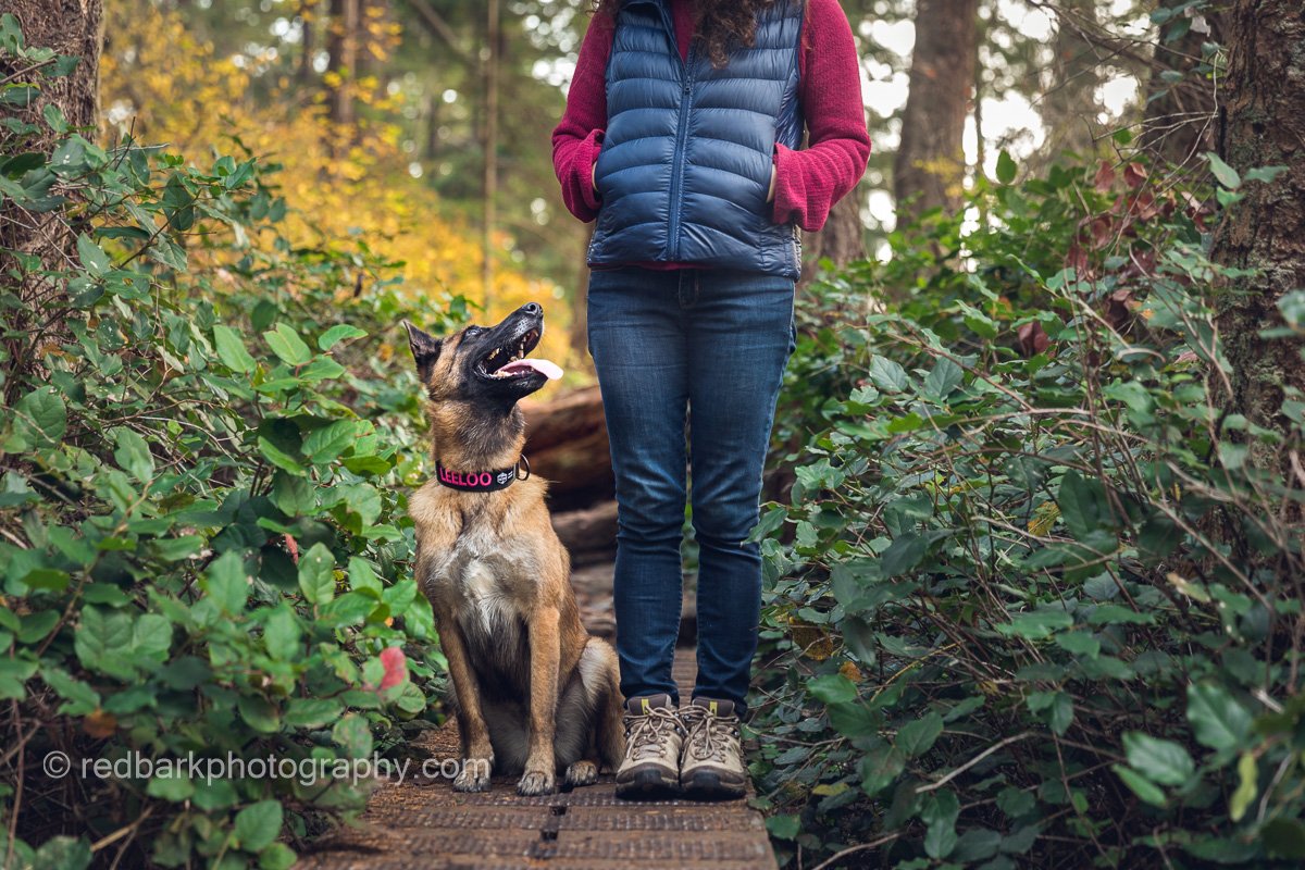 Belgian Shepherd Pet Photography