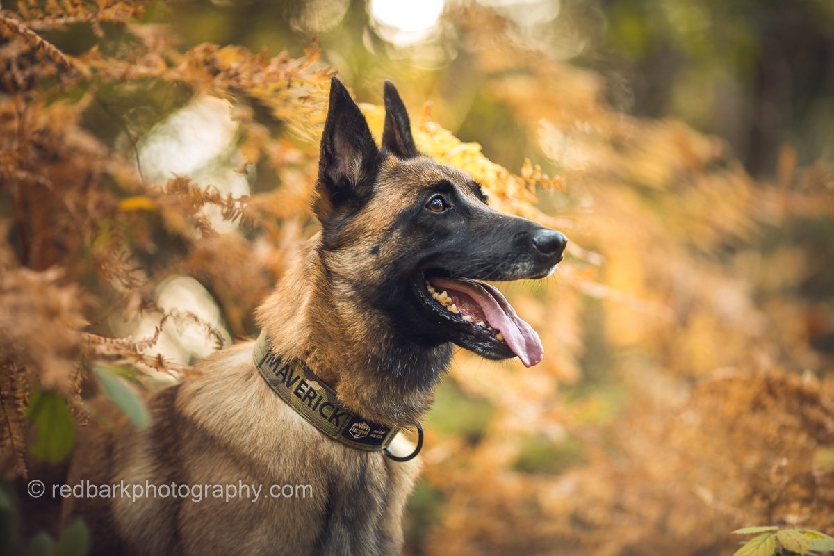 TactiPup Collar Shoot