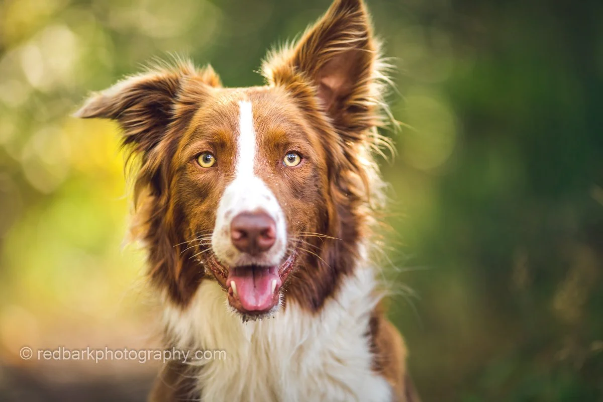 redbarkphotography-8247.jpg