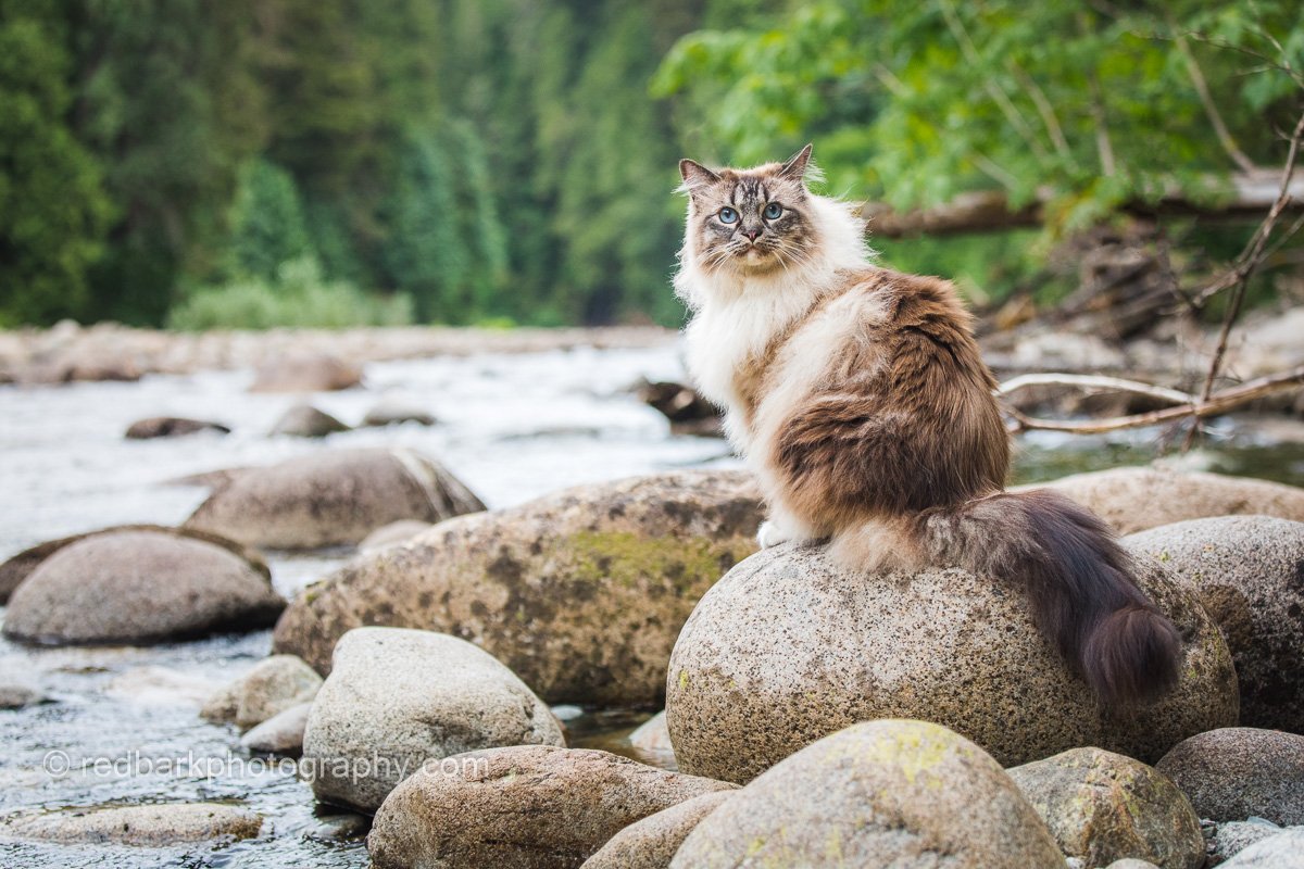 Kitty on a rock