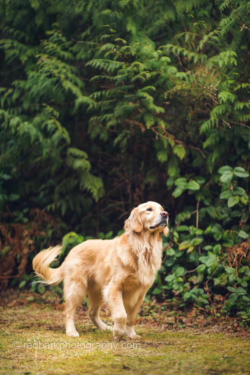 Golden Retriever Dog Portrait (Copy)