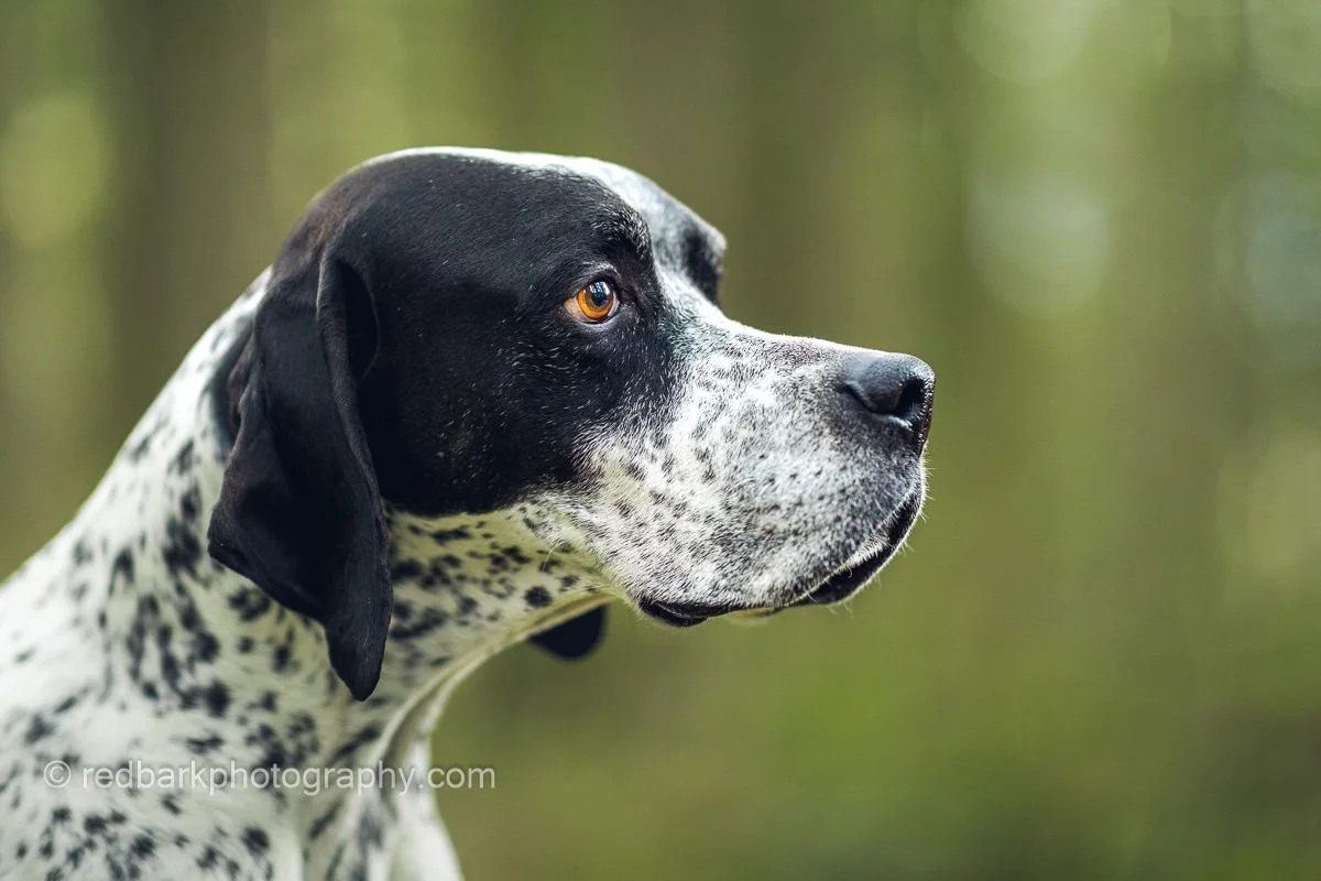 English Pointer Portrait (Copy)