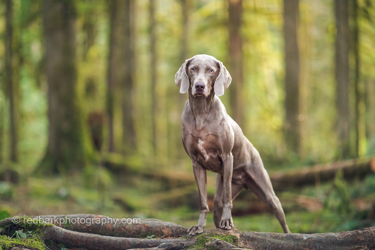 Weimaraner Dog Portrait (Copy)