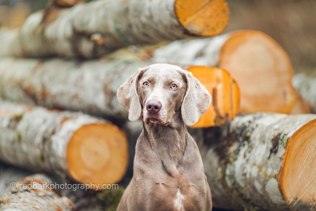 Weimaraner portrait